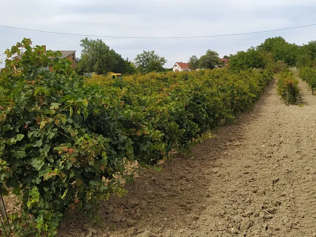 Eladó telek Szentantalfa, Szent Balázs-hegy 2793 nm