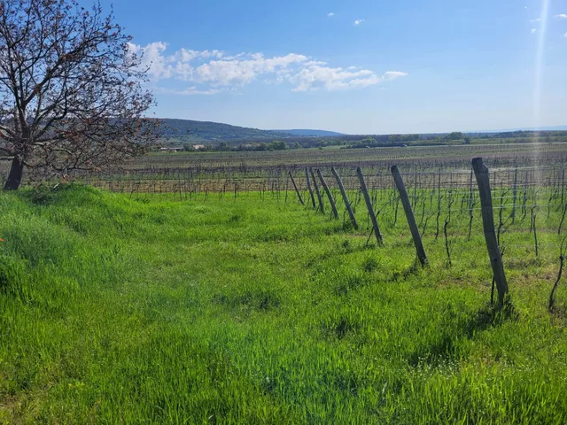 Eladó mezőgazdasági ingatlan Tagyon, Külterület 20 nm