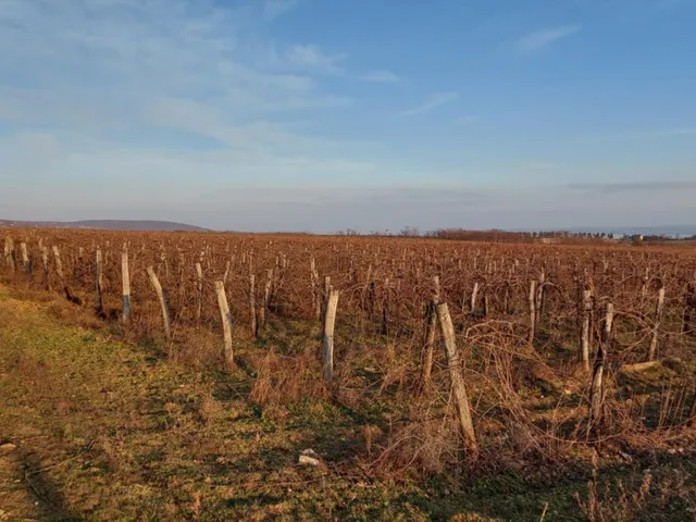 Eladó mezőgazdasági ingatlan Tagyon 15110 nm