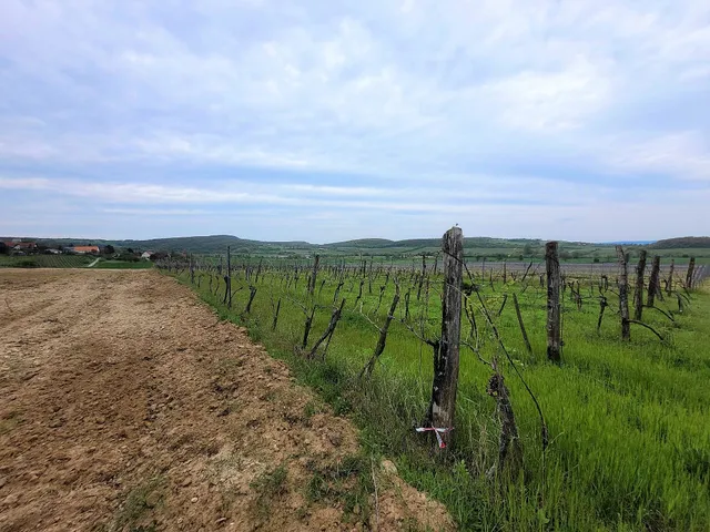 Eladó mezőgazdasági ingatlan Balatoncsicsó 3082 nm