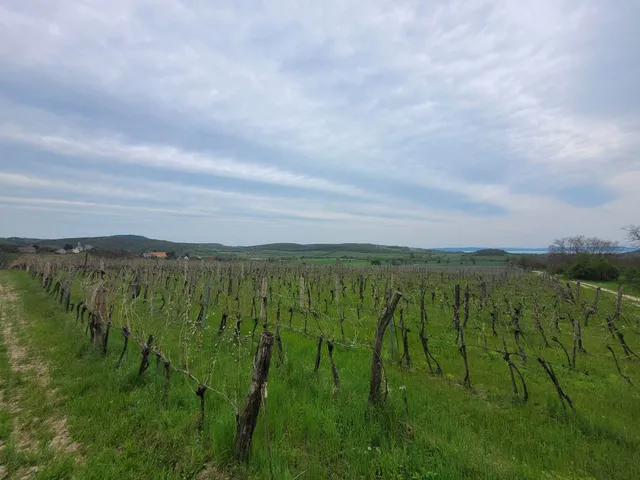 Eladó mezőgazdasági ingatlan Balatoncsicsó 6166 nm