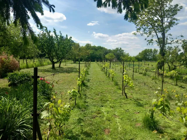 Eladó mezőgazdasági ingatlan Basal, Szőlőhegy 45 nm