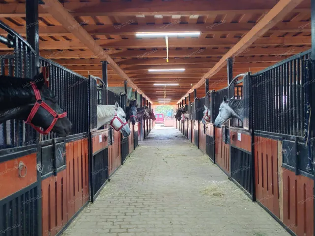 Eladó mezőgazdasági ingatlan Nyíregyháza 4600 nm