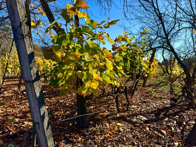 Eladó ház Tarcal 120 nm