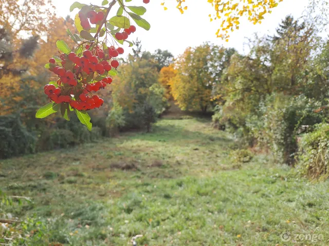 Eladó telek Csobánka 1599 nm