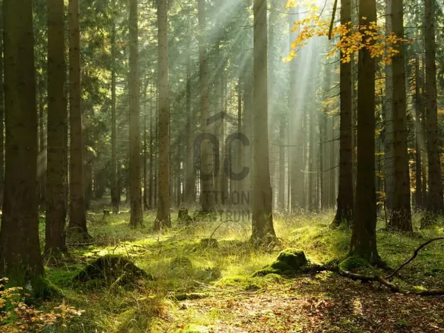 Eladó mezőgazdasági ingatlan Nagykőrös 300000 nm