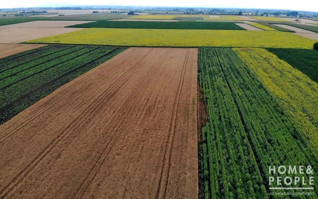 Eladó mezőgazdasági ingatlan Röszke 20467 nm