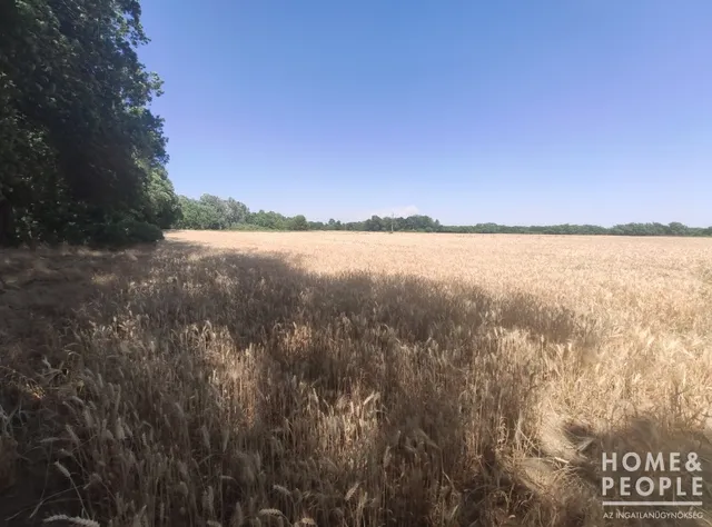 Eladó mezőgazdasági ingatlan Kiszombor 1412 nm