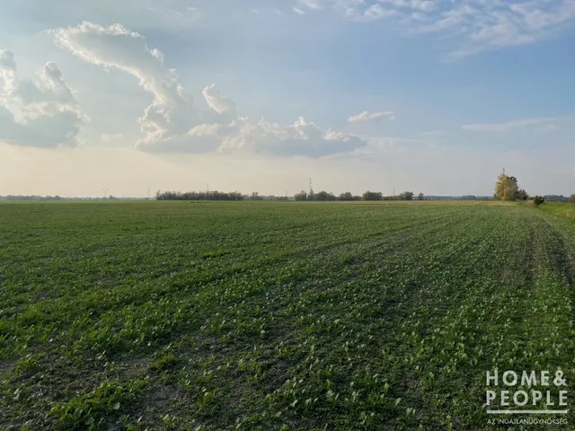 Eladó mezőgazdasági ingatlan Hódmezővásárhely,  89108 nm