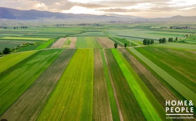 Eladó mezőgazdasági ingatlan Tiszasziget 129413 nm