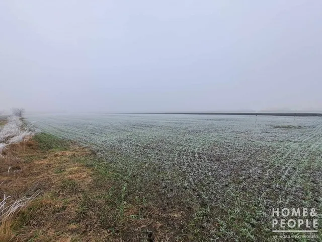 Eladó mezőgazdasági ingatlan Röszke 5227 nm