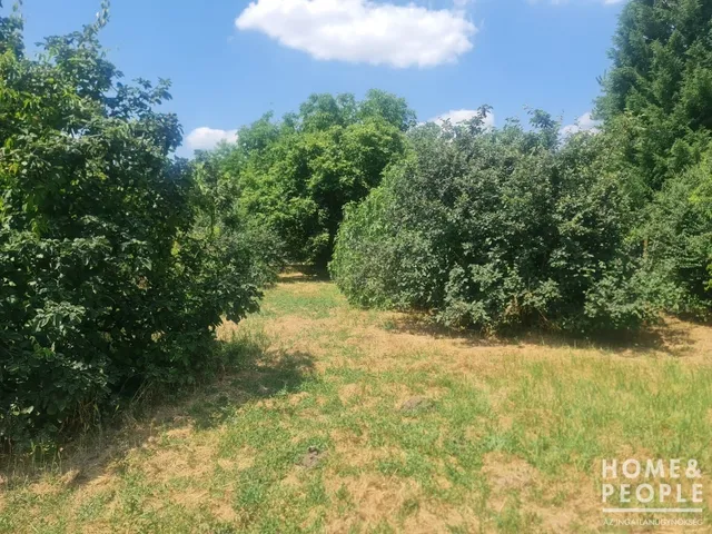 Eladó telek Hódmezővásárhely 1956 nm