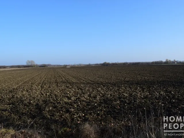 Eladó mezőgazdasági ingatlan Zákányszék 40500 nm