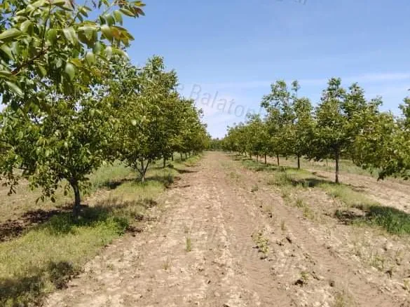 Eladó mezőgazdasági ingatlan Somogytúr 38000 nm