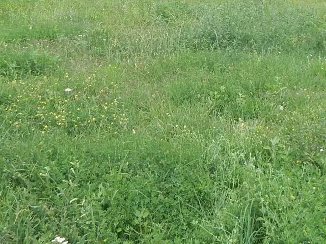 Eladó mezőgazdasági ingatlan Hács 3800 nm