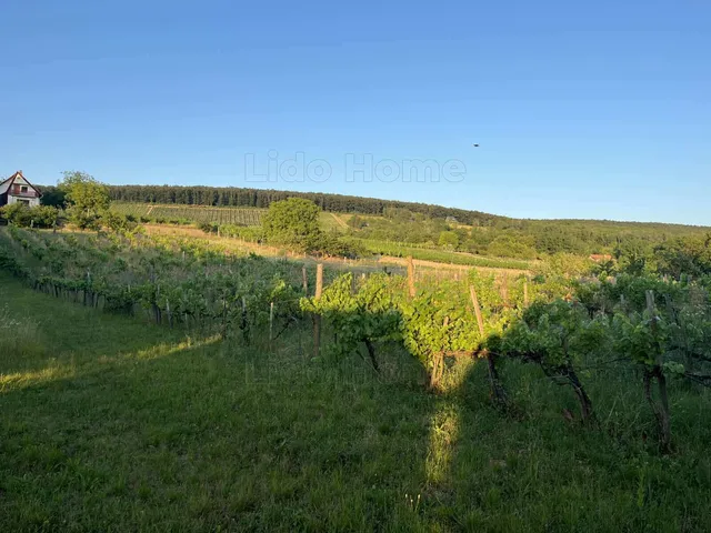 Eladó mezőgazdasági ingatlan Balatonlelle 5968 nm