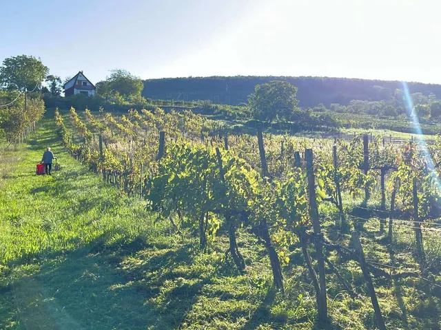 Eladó mezőgazdasági ingatlan Balatonlelle 5968 nm