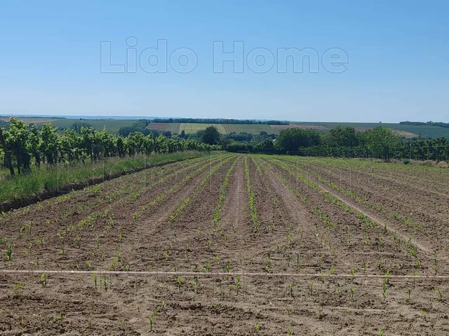 Eladó mezőgazdasági ingatlan Szőlősgyörök 10 nm