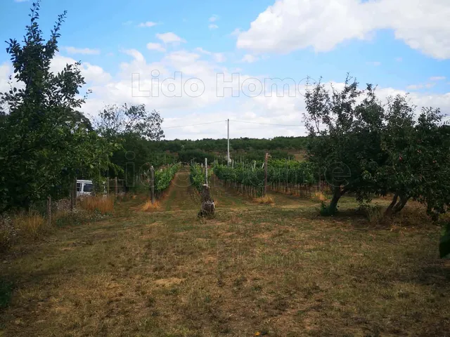 Eladó mezőgazdasági ingatlan Látrány 1500 nm