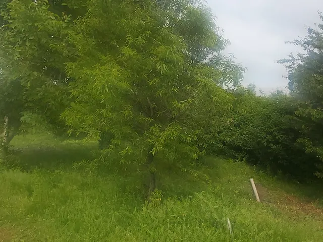 Eladó telek Pécs, Szabolcsfalu 1200 nm