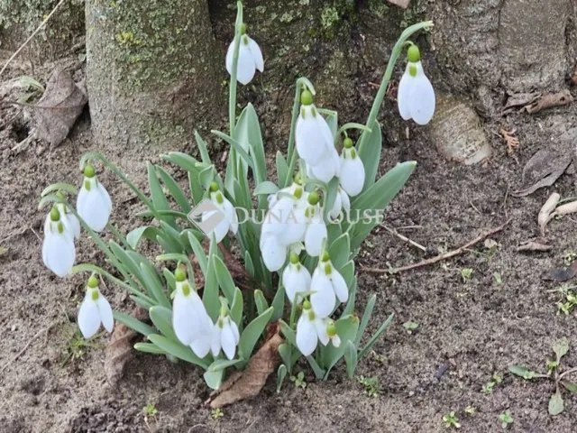 Eladó telek Farmos 40 nm