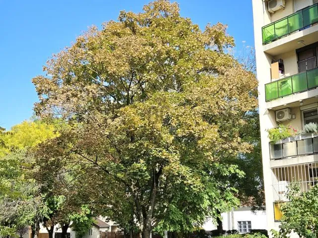 Eladó lakás Budapest XV. kerület, Rákospalota 56 nm