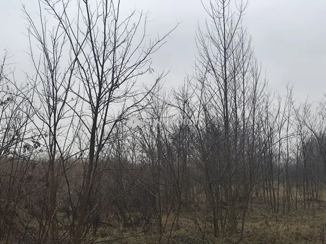 Eladó telek Alsónémedi 378395 nm