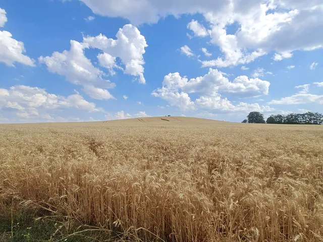 Eladó telek Szokolya 5585 nm