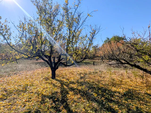Eladó telek Kecskemét, Máriaváros 1082 nm