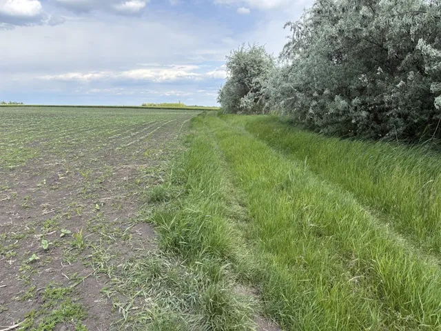 Eladó mezőgazdasági ingatlan Hódmezővásárhely 53256 nm