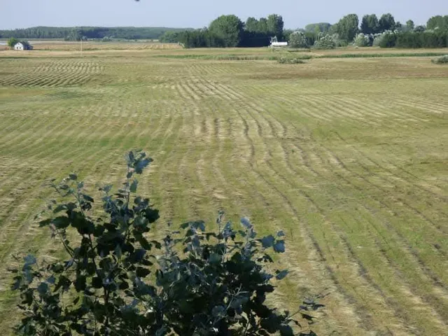 Eladó mezőgazdasági ingatlan Csólyospálos 100 nm