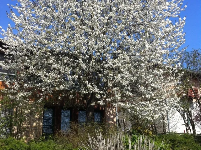 Eladó ház Pécel 299 nm