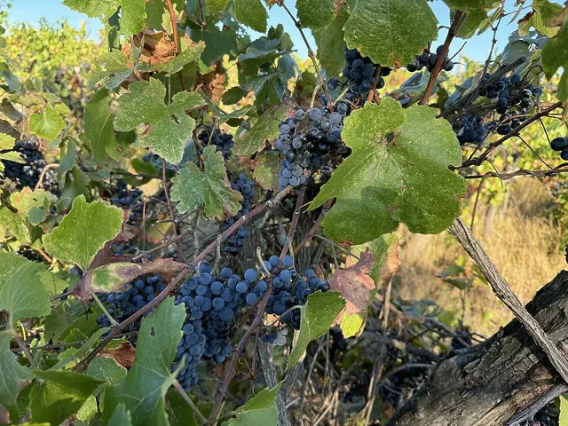 Eladó telek Dunakeszi 3335 nm