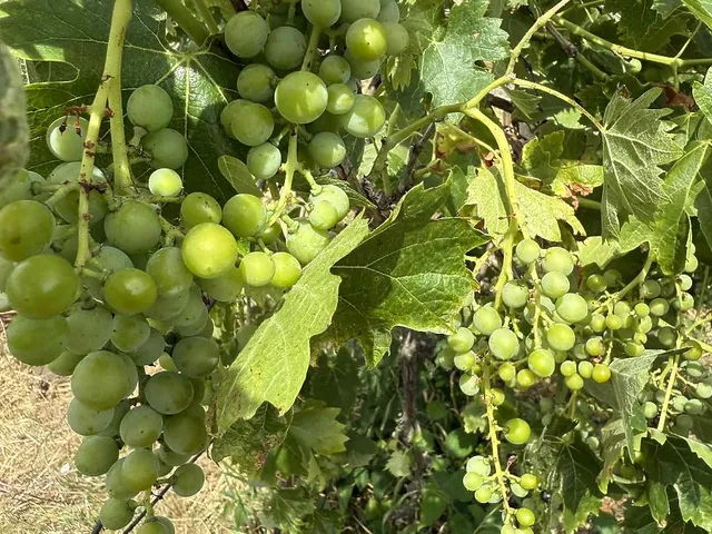 Eladó telek Dunakeszi 3335 nm