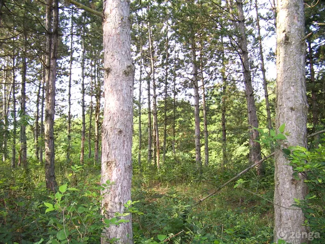 Eladó mezőgazdasági ingatlan Sükösd 100000 nm