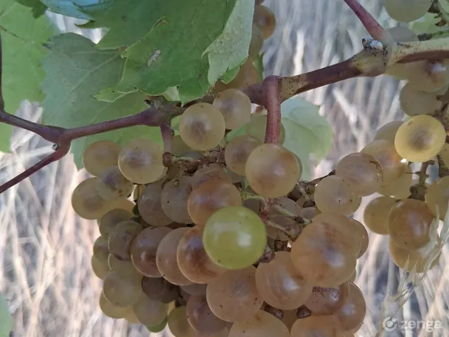 Eladó mezőgazdasági ingatlan Sárospatak, Végardó 3290 nm
