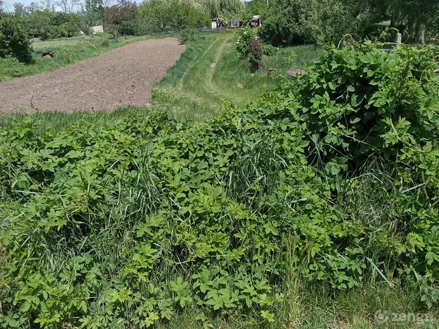 Eladó mezőgazdasági ingatlan Berettyóújfalu, Berettyószentmárton 3200 nm