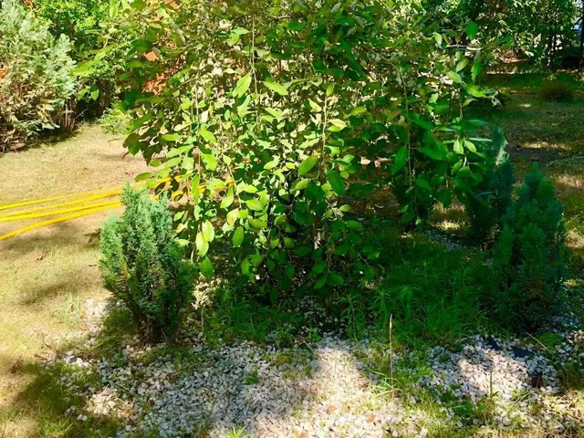 Eladó telek Szeged, Kiskundorozsma 878 nm