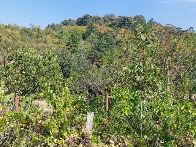 Eladó telek Budaörs 1146 nm