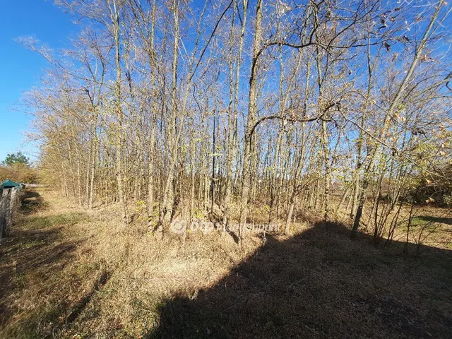 Eladó mezőgazdasági ingatlan Csemő 2170 nm