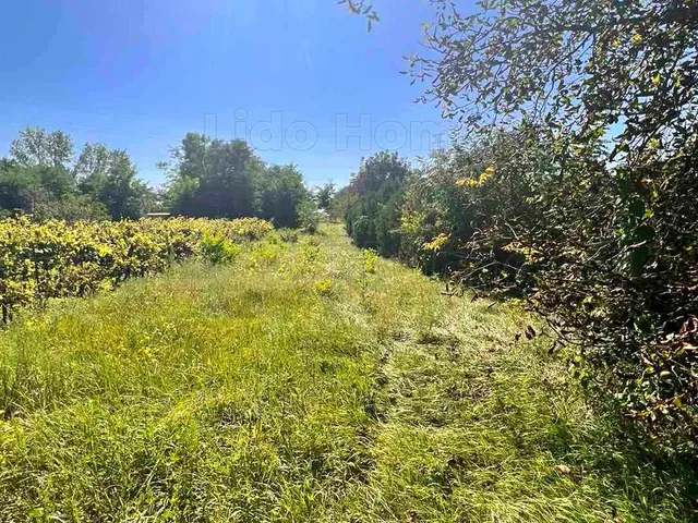 Eladó mezőgazdasági ingatlan Győr, Nagyhegy 2589 nm