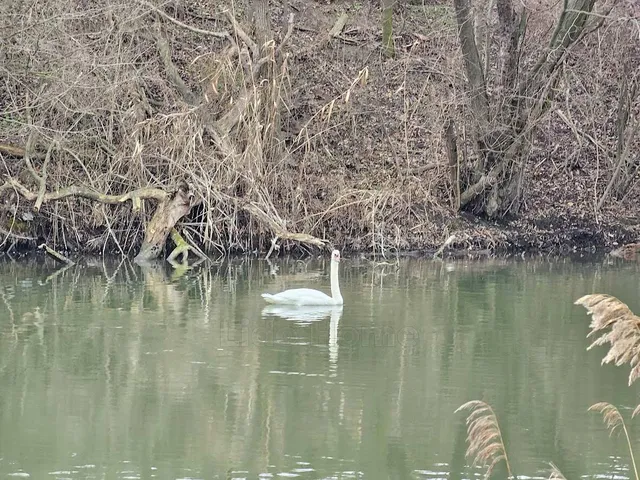 Eladó mezőgazdasági ingatlan Dunakiliti 6544 nm