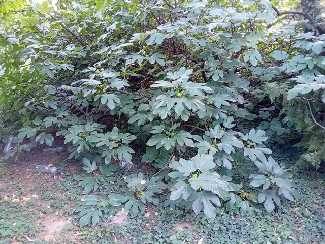 Eladó mezőgazdasági ingatlan Győr, Fehérváridűlő 22 nm