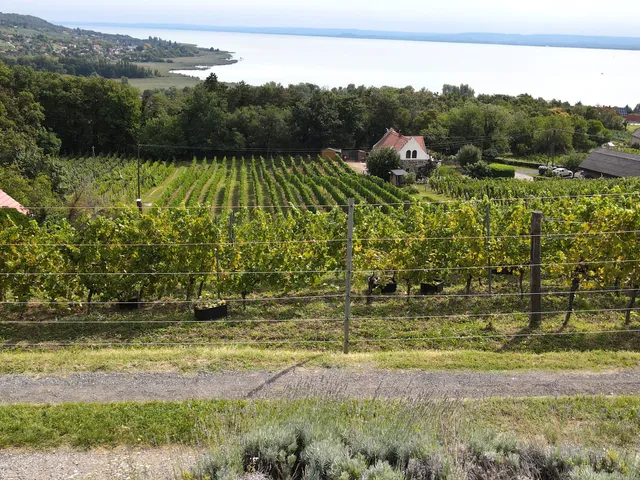 Eladó telek Badacsonytomaj, Szent Donát út 5021 nm