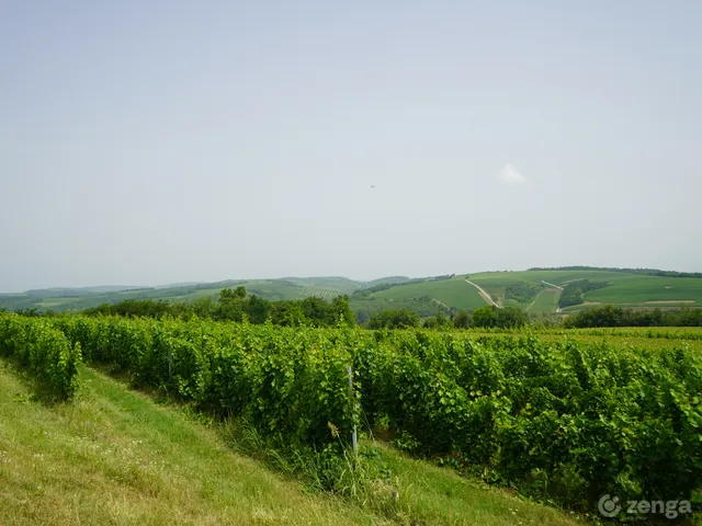 Eladó mezőgazdasági ingatlan Bátaszék 60000 nm
