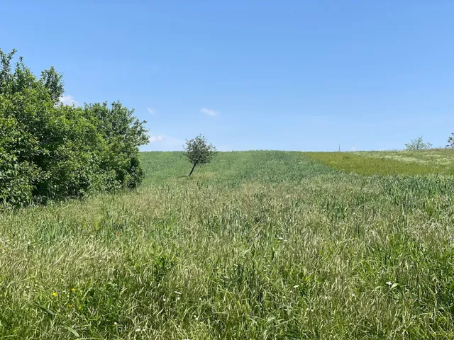 Eladó mezőgazdasági ingatlan Vértesacsa 1539 nm