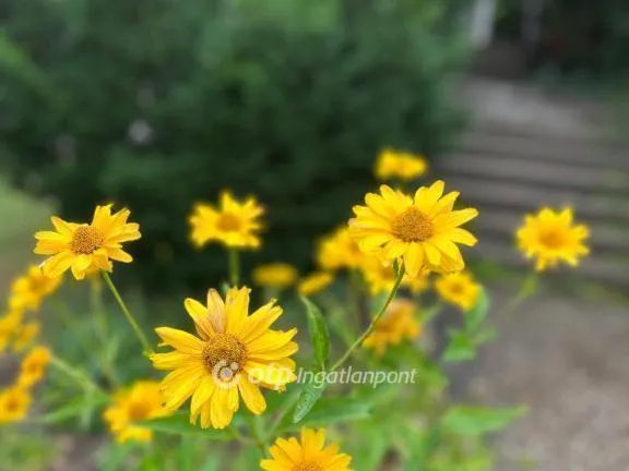 Eladó lakás Budapest II. kerület, Csatárka 57 nm