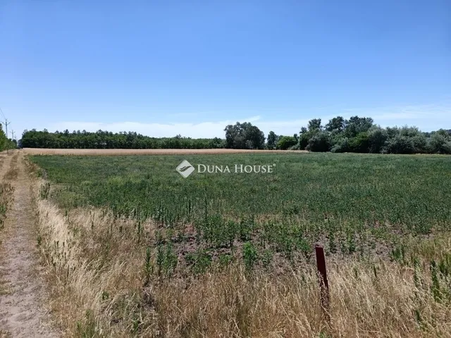 Eladó mezőgazdasági ingatlan Szeged 45614 nm