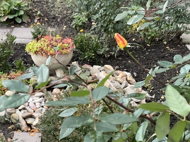 Eladó lakás Algyő 55 nm