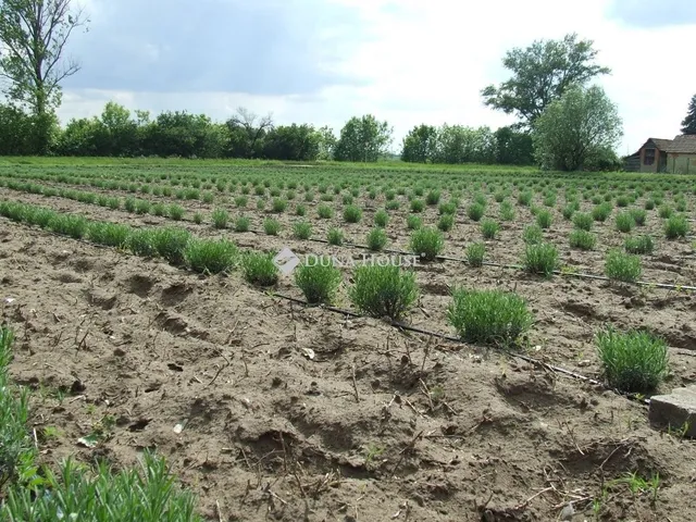 Eladó mezőgazdasági ingatlan Csongrád 2167 nm